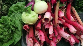 Harvesting Rhubarb Earthing Up Potatoes Harvesting Salad Crops [upl. by Nonie]