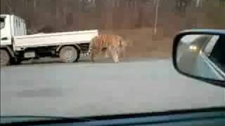 Tiger on Road in Russiawmv [upl. by Hardwick]