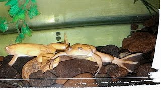 ✔ Basic care of African albino frogs Xenopus laevis🐸 [upl. by Ikairik]