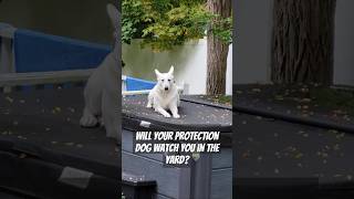 Ask your protection dog questions below youtube short youtubeshorts germanshepherd [upl. by Ylrak508]