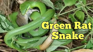 Green Rat snake [upl. by Hartman]