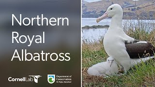 Live Royal Albatross Cam  RoyalCam  New Zealand Dept of Conservation  Cornell Lab [upl. by Pierson]