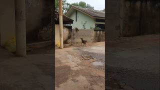 A Rare Moment 🦍 A Monkey Attacking a Dog nature animals shorts [upl. by Ark339]