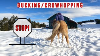 WHAT TO DO WHEN A HORSE BUCKSCROW HOPS [upl. by Zelikow742]