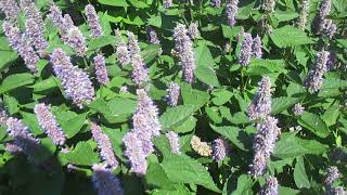 Anise Hyssop feeding the bees [upl. by Naynek]