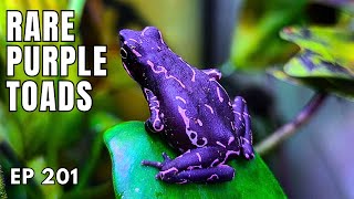 How to Breed Purple Harlequin Toads [upl. by Artemus]