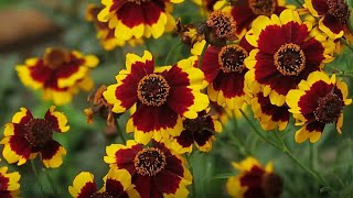 Coreopsis Flower Plant care  How to grow Coreopsis  Summer flowers [upl. by Ot]