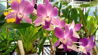 Orchid Care  Dendrobium Phalaenopsis Orchid in full bloom  Dendrobium Orchid care tips [upl. by Fotzsyzrk]