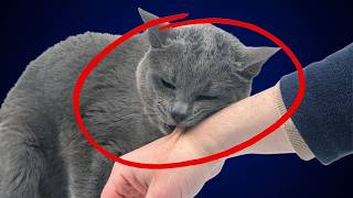 10 Hidden Things CATS DO When They Love You [upl. by Asaeret]