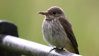 Nesting Spotted Flycatchers  Muscicapa striata  British Birding [upl. by Berardo]