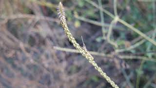 Achyranthes aspera A Kattupadi Vellore India [upl. by Addia]