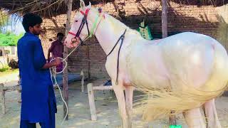 Horse Mating First Time Female Horse Breeding Complete Process Enjoyment [upl. by Libyc908]