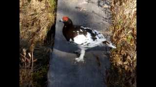 Willow ptarmigan  Lagopus lagopus [upl. by Zetra37]