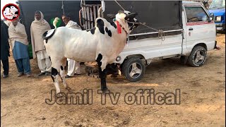 domail mandi today latest update ll Dhani bull ll taxila mandi today ll Jamil tv ll [upl. by Siekram]