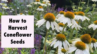 How to Harvest Coneflower Seeds [upl. by Dnomrej500]