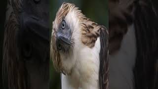 The Philippine eagle Pithecophaga jefferyi also known as the monkeyeating eagle [upl. by Aicelaf]