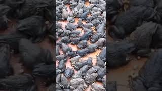 Frog Farming In China [upl. by Colpin]