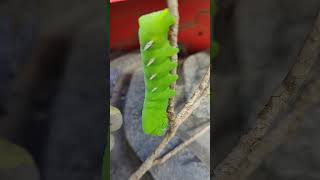 Caterpillar stage of the Vine Sphinx Moth [upl. by Ethelinda]