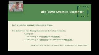 15  Protein Structure [upl. by Lesak]