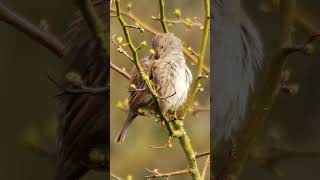 A Dunnock Hedge Sparrow in Spring  Bird Sounds shorts [upl. by Yecies80]