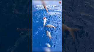 Deep Sea Fishing for Rosy Snapper fishing fishingvideo oceanfishing [upl. by Welsh31]