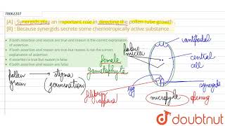 A  Synergids play an important role in directing the pollen tube growth  R  Because [upl. by Remas]