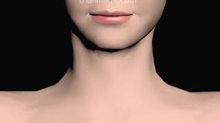 Throat and Respiratory Anatomy Animation by Cal Shipley MD [upl. by Hayward]