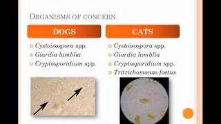 Diagnosis and Treatment of Protozoal Infections in Shelters  conference recording [upl. by Adlaremse376]