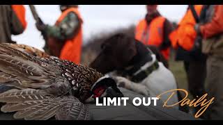 Wild Pheasant Hunts in South Dakota [upl. by Acassej]