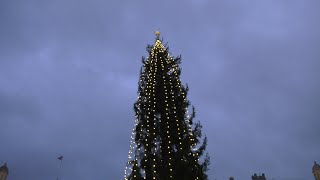 Christmas Tree at Trafalgar Square 9 December 2024 [upl. by Engamrahc]