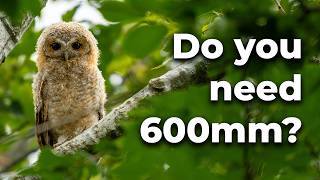 What Is The Best Focal Length For Wildlife Photography [upl. by Mahon957]