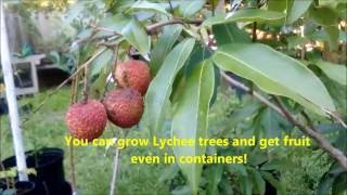 How to grow Lychee trees and get delicious fruit with Jason Pepe httpwwwpepesplantscom [upl. by Enia]