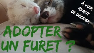 Adopter un furet  Pour ou contre  Les Furets Malins [upl. by Jaella]