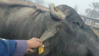 Buffalo 🐃🦬 raiwindi nasal buffalo Dairy farm [upl. by Udele953]