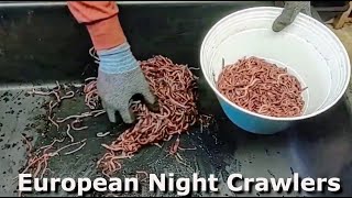 Harvesting and Packaging European Nightcrawlers to Prepare for Shipping at Midwest Worms Farm [upl. by Eelarbed862]