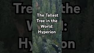 🌲 The Tallest Tree in the World Hyperion 🌲 FunFactAnnouncer [upl. by Electra937]