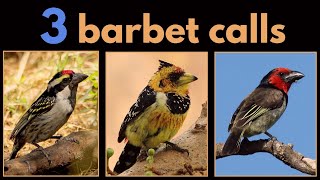 3 BARBET CALLS from Southern Africa  Acacia Pied Blackcollared and Crested Barbet calls [upl. by Eirene475]