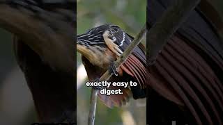 Meet the Hoatzin The Bird with a Fermentation Chamber facts fascinatingcreatures creaturesfacts [upl. by Maribeth]