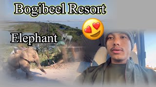 Aaj maine elephant 🐘 dek liya  Bogibeel resort  MR PAPU [upl. by Tjader457]