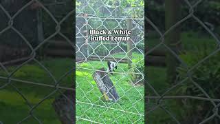 The BLack amp White Ruffed Lemur nature [upl. by Waine]