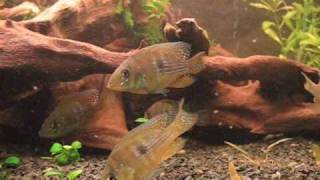 Gymnogeophagus rhabdotus 300 L [upl. by Gnivri]