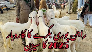 23 November 2024  Dera ghazi khan bakra Mandi  new update today  nasirgoatfarm [upl. by Mariya]