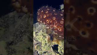 Holothuria Sea cucumber of Phylum Echinodermata [upl. by Enelhtak]