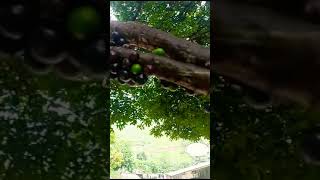 Jabuticaba Foi escolhida a melhor fruta do mundo É do Brasiiiil Plinia cauliflora [upl. by Holtorf]