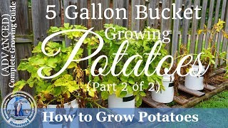 How to Grow Potatoes in a 5 Gallon Bucket Part 2 of 2 [upl. by Yelena75]