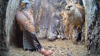 Two Kestrel Pairs One Calm One Clashing  Athena amp Apollo  Robert E Fuller [upl. by Jasisa]