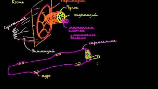 Строение мышечной клетки [upl. by Lellih]