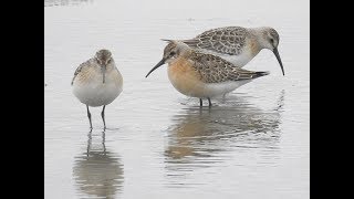 Curlew Sandpiper [upl. by Alisha]