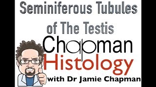 3 Minute Histology  Seminiferous Tubules [upl. by Anerehs385]