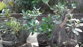 How to Grow Plants Faster  Easy Way to Grow  New Ideas September 2016 Urduhindi [upl. by Chemosh]